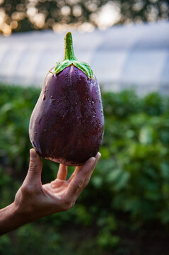 Closeup Of A Hand Holding Up A Dew-covered Purple Eggplant