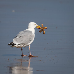 seagull on the beach