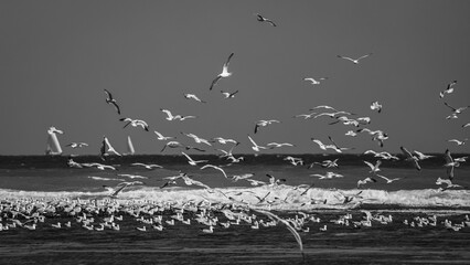 flock of birds