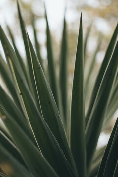 Folhas verdes com laterais brancas de agave azul pontudas e com espinhos nas pontas