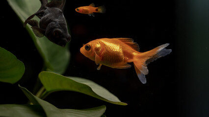 Enchanting Aquatic Symphony: Goldfish in a Black Aquarium with Lush Plant