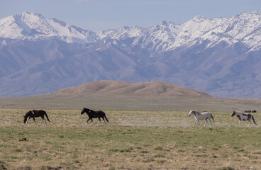 Beautiful Wild Horses in Springtime in the Utah Desert