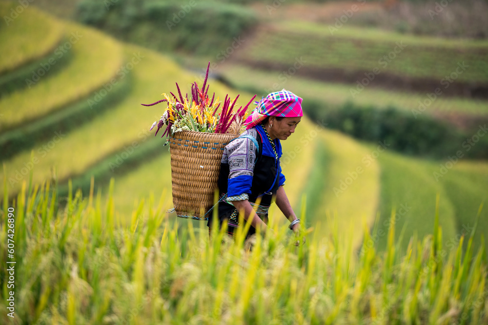 Wall mural a hmong woman on rice fields terraced of mu cang chai, yenbai, vietnam.