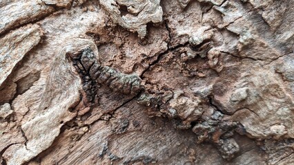 The texture of an old dry and rotten tree that grew in the park without peel