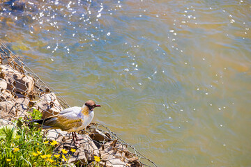 wild black-headed gull sits on the shore of a reservoir