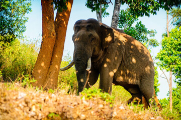 Fototapeta premium Asian wild elephant on the side of a forest road in Western Ghats