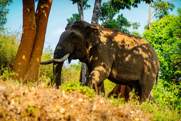 Asian wild elephant on the side of a forest road in Western Ghats