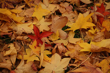 Colored leaves on the liquidambar soil