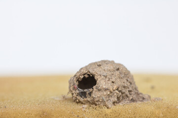 close up wasp's nest made of soil  on the sponge and  white background