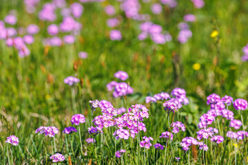 Fototapeta premium Meadow with lot of flowering Birds eye primrose