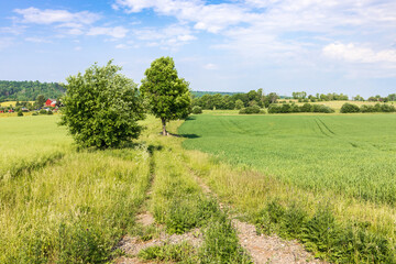 Obraz premium Dirt road on the green fields in the countryside