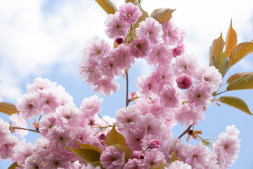 The beautiful spring pink sakura flowers against background. The blooming sakura flowers on branch.