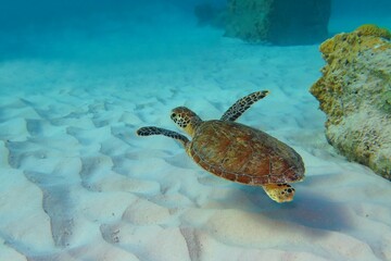 Swimming cute green sea turtle (Chelonia mydas) and white sandy seabed. Turtle in the tropical ocean, underwater photography. Snorkeling with turtles, adventure in the sea. Travel photo. © blue-sea.cz