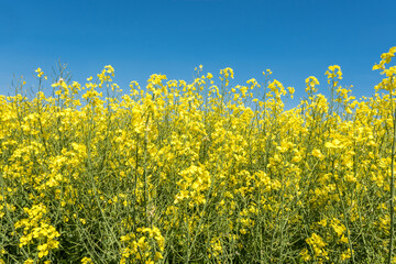 Field of beautiful springtime golden flower of rapeseed with blue sky, canola colza in Latin Brassica napus with rural road and beautiful cloud,  rapeseed is plant for green industry