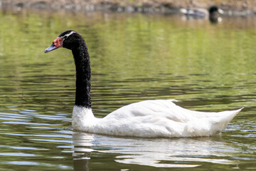 swan on the lake