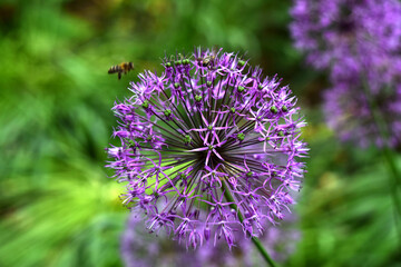 Allium decorative bow and bees in a flower bed
