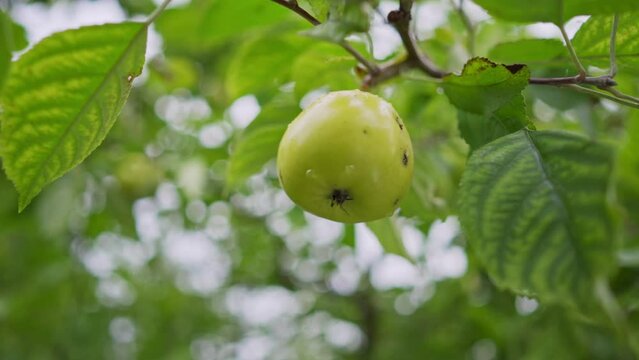 Green apple with worm holes in it. Concept of ecological pesticide free gardening and agriculture.