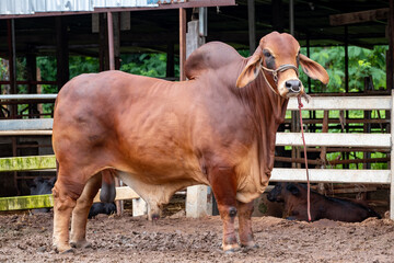 Beef cattle breeder, american brahman red on the ground in the fram, Big male brahman cow