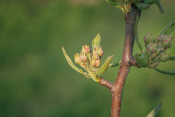 pear bud in spring. bud of a tree