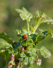 ladybug on leaf. sun on a gooseberry leaf