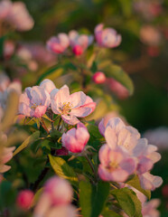 apple blossom. Apple blossom close-up. pink blossom. pink blossom in spring