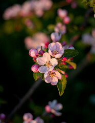 Naklejka na ściany i meble apple blossom. Apple blossom close-up. pink blossom. pink blossom in spring