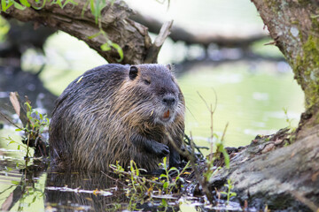 Nutria swimming