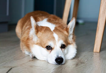 Portrait of a sad yellow and white corgi lying on the floor and looking at the camera - 607434821