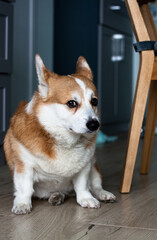 Portrait of a sad yellow and white corgi sitting on the floor and looking at the camera