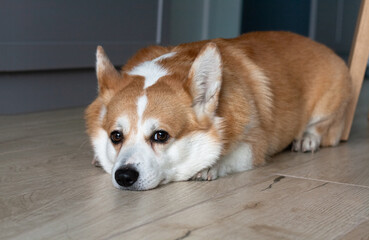 Portrait of a sad yellow and white corgi lying on the floor and looking at the camera - 607434838