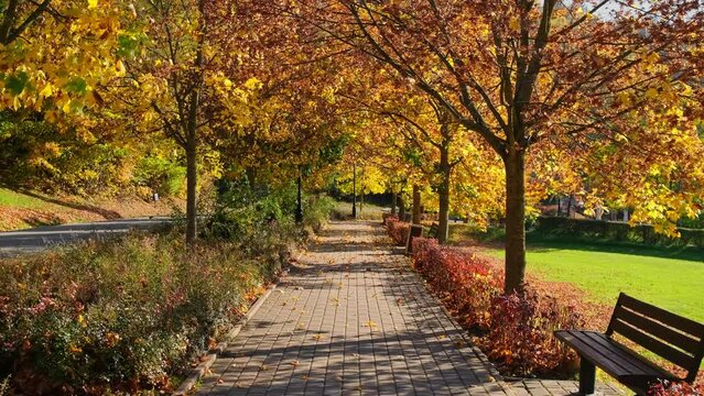 POV walk through the beautiful park in autumn