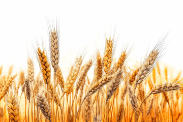 Golden Wheat Field on White Background. Generative AI