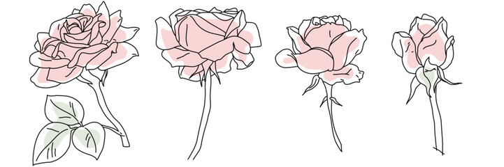 Rose blossom in bloom black line on pink color abstract shape illustration. Hand drawn realistic detailed vector clipart collection.