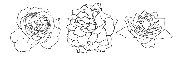 Rose blossom in bloom black outline illustration. Hand drawn realistic detailed vector clipart collection.