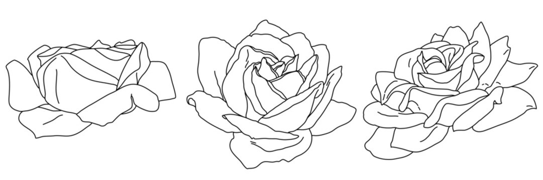 Rose blossom in bloom black outline illustration. Hand drawn realistic detailed vector clipart collection.