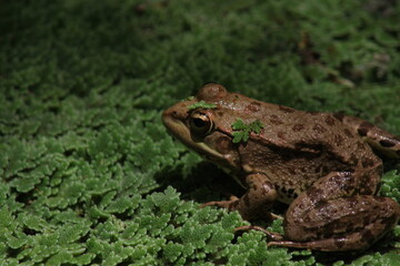 frog on the grass