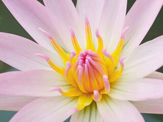 Closeup, Beautiful flower blossom blooming lotus with white pink petals on water blurred background...