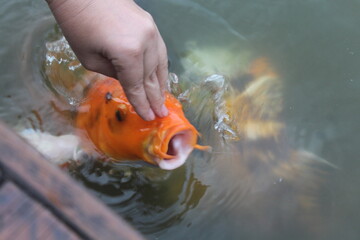 Feeding hungry funny koi in the pond. The woman pats them on the head. Exotic fish.