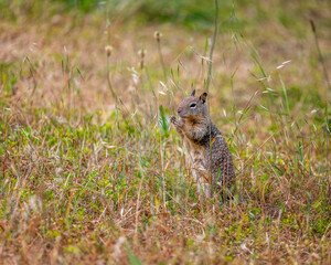 A California ground squirrel (Otospermophilus beecheyi) searches for food at Cachuma Lake in Santa Barbara county, CA.