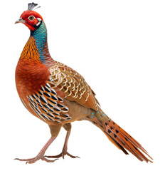 pheasant, partridge isolated on the transparent background PNG. AI generative.