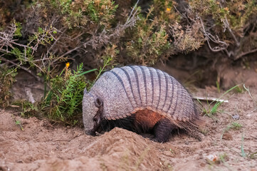 Hairy Armadillo, in desert environment, Peninsula Valdes, Patagonia, Argentina