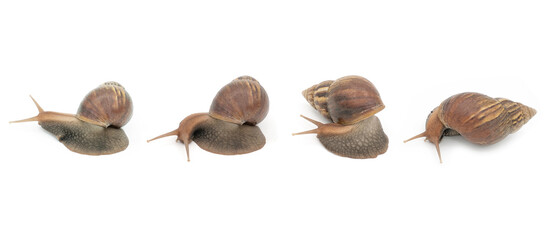 Close up snail collection isolated on white background, Snails are moving