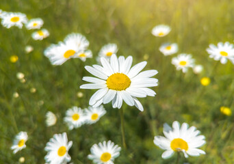 Beautiful field camomiles in the grass. Sunny summer day nature. Green lawn flowers background. Floral wallpaper. Spring background.