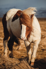 Icelandic horses in their natural habitat - on the endless landscapes of Iceland. Caught in the golden hour.