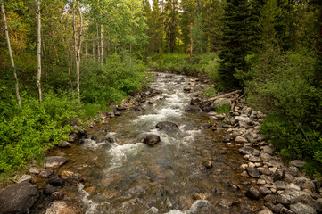 Looking Up Stream of Lake Creek In Thick Forest Of Grand Teton