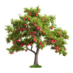Fototapeta na wymiar Apple tree isolated on transparent background, Red ripe fruits and green foliage, PNG, Generative AI