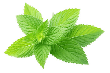 mint leaves on transparent background. AI