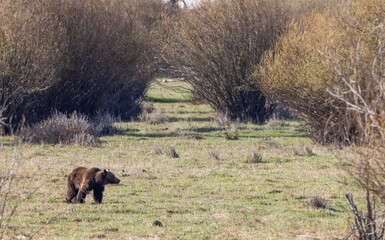 Fototapeta na wymiar Grizzly Bear in Yellowstone National Park in Springtime