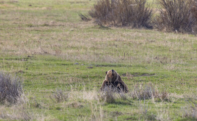 Grizzly Bear in Yellowstone National Park in Springtime