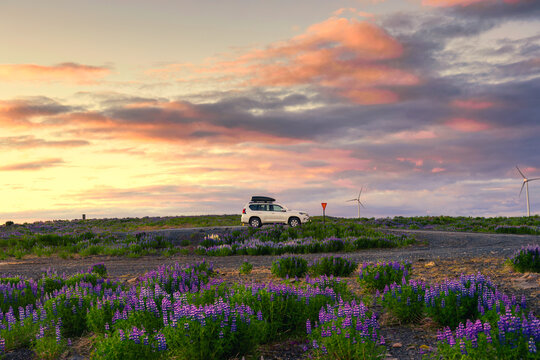 4wd car parked in lupine flower blooming on highland in summer at Iceland